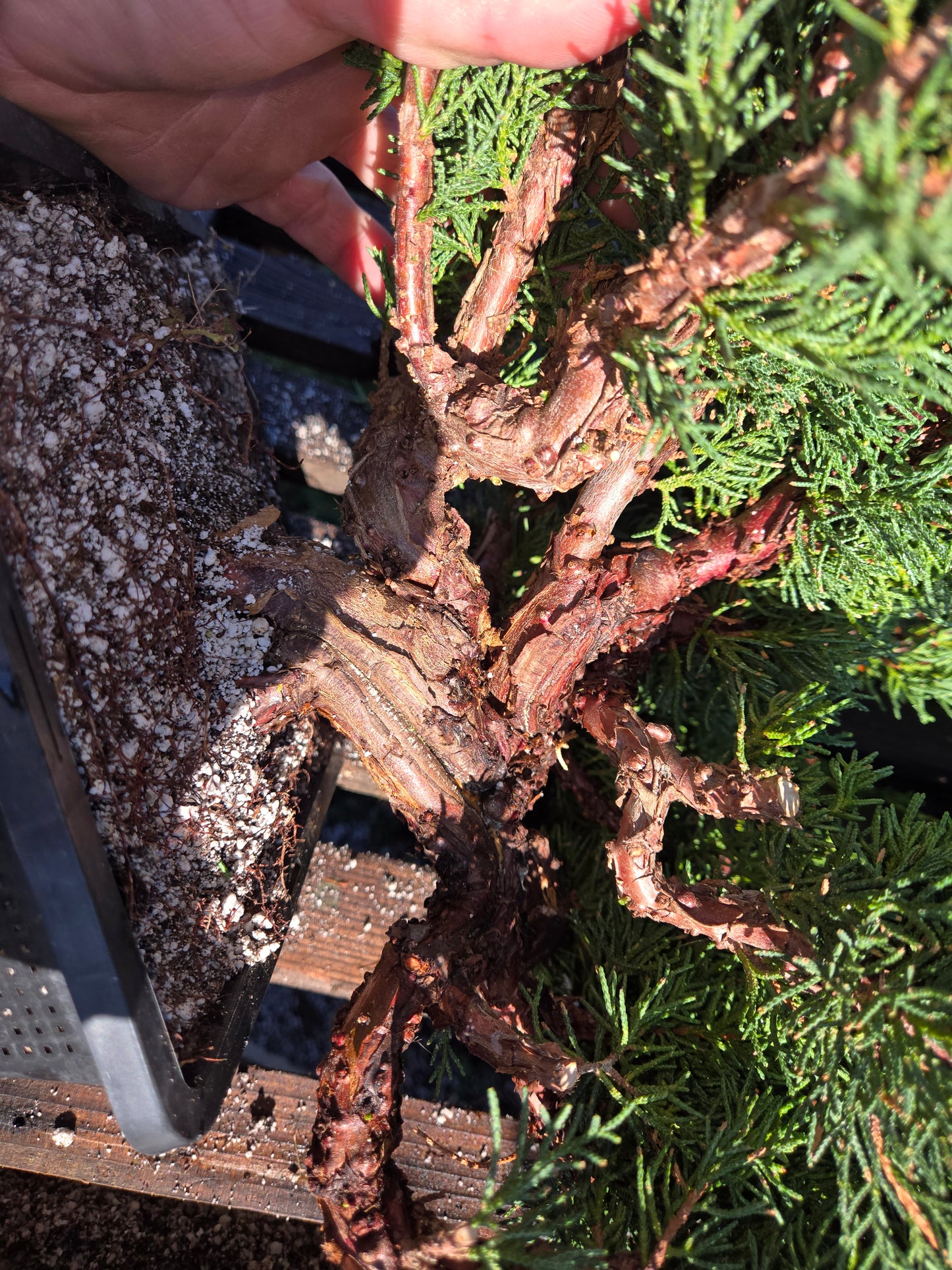 Kishu Shimpaku Juniper, JCS209