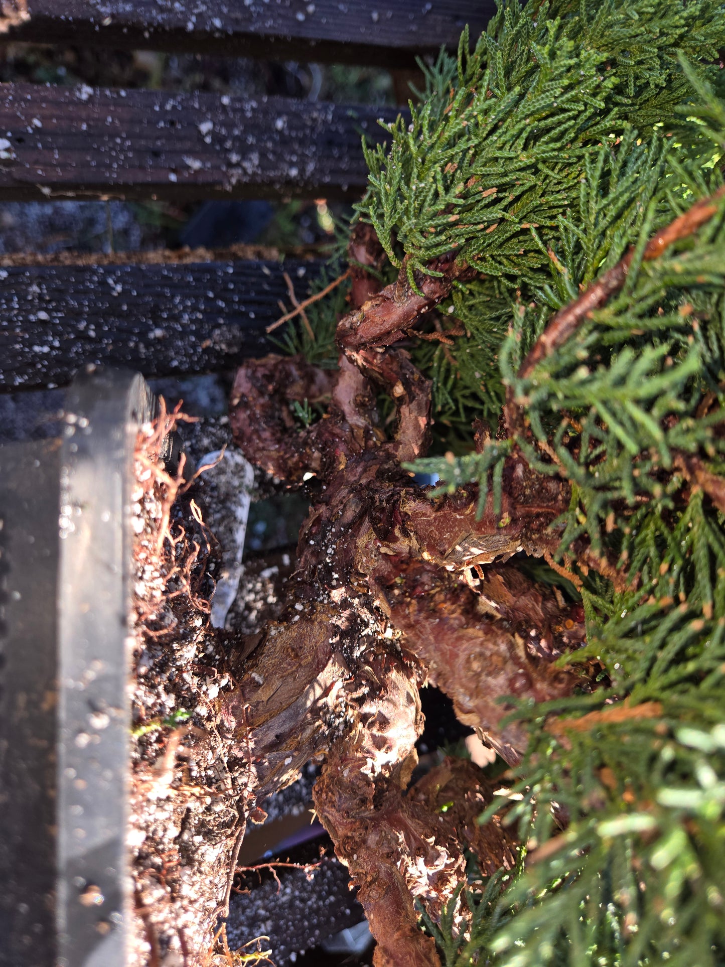 Kishu Shimpaku Juniper, JCS209