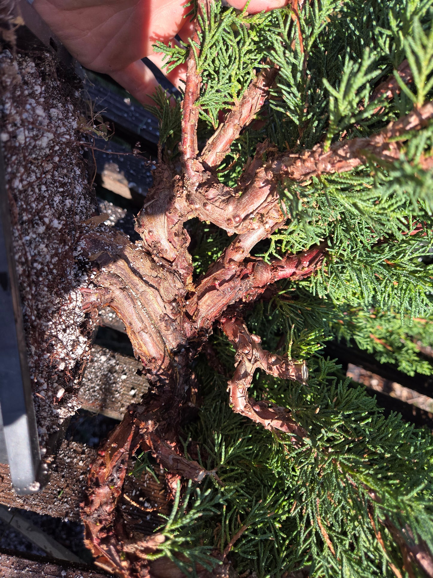 Kishu Shimpaku Juniper, JCS209