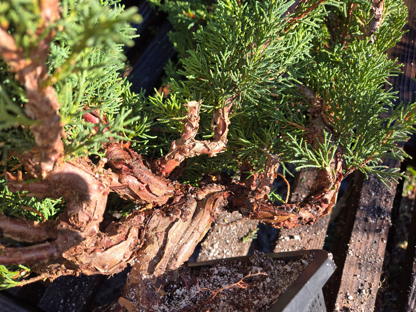 Kishu Shimpaku Juniper, JCS209