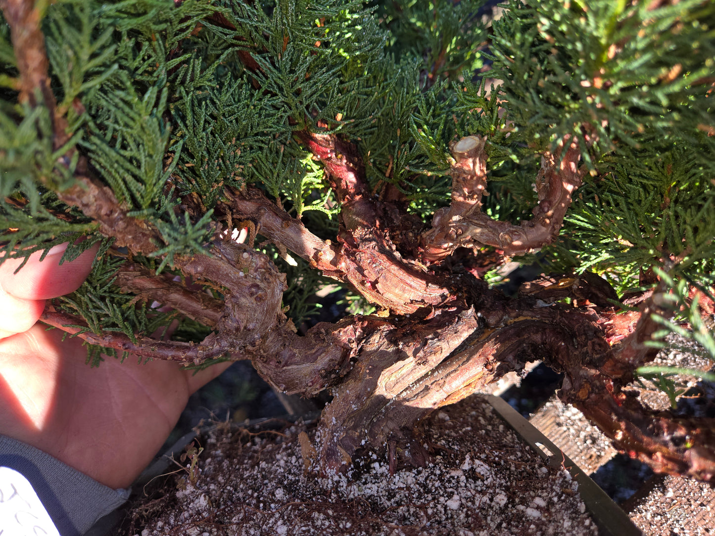 Kishu Shimpaku Juniper, JCS209