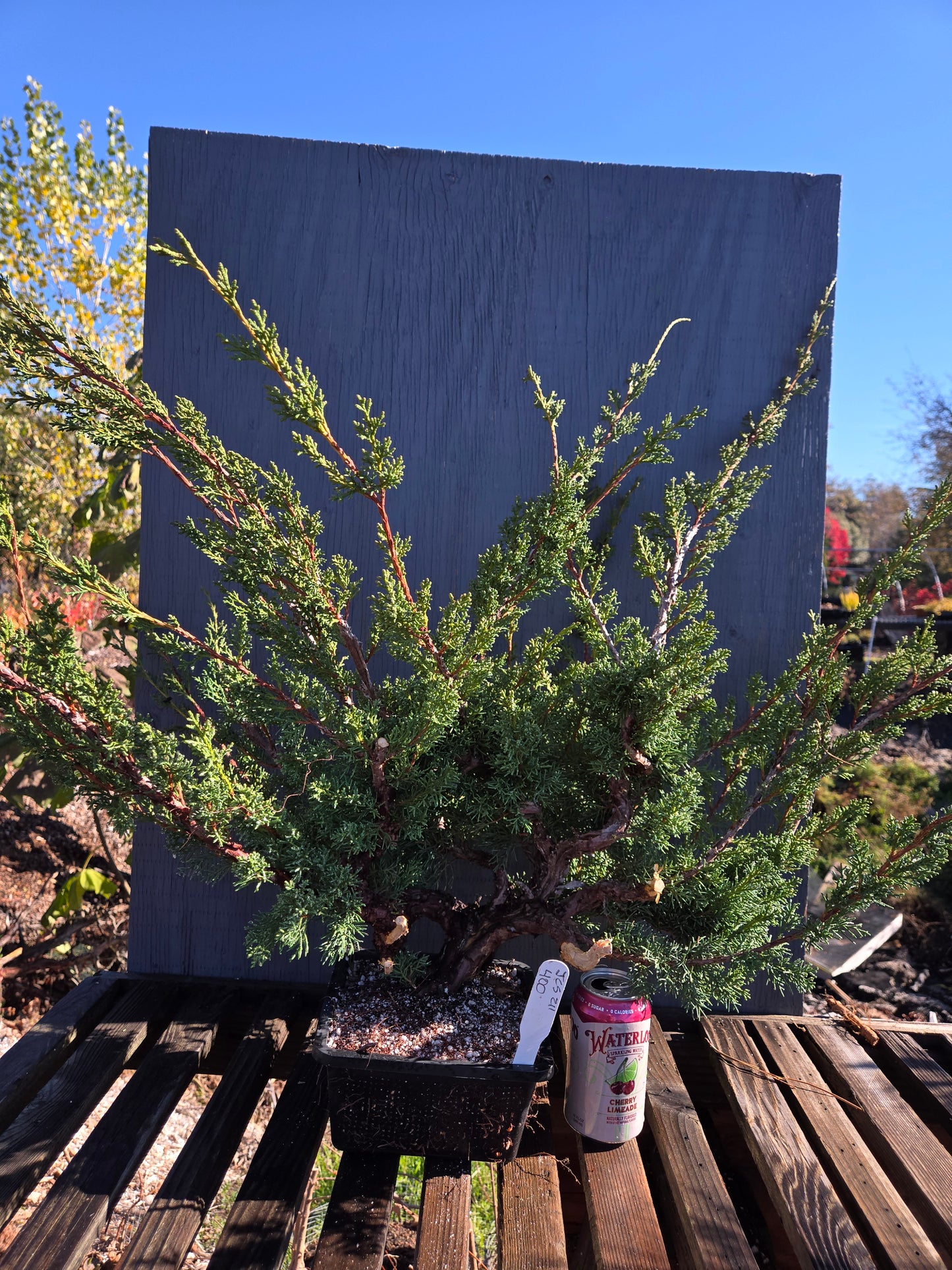 Kishu Shimpaku Juniper, Cascade, JCS211