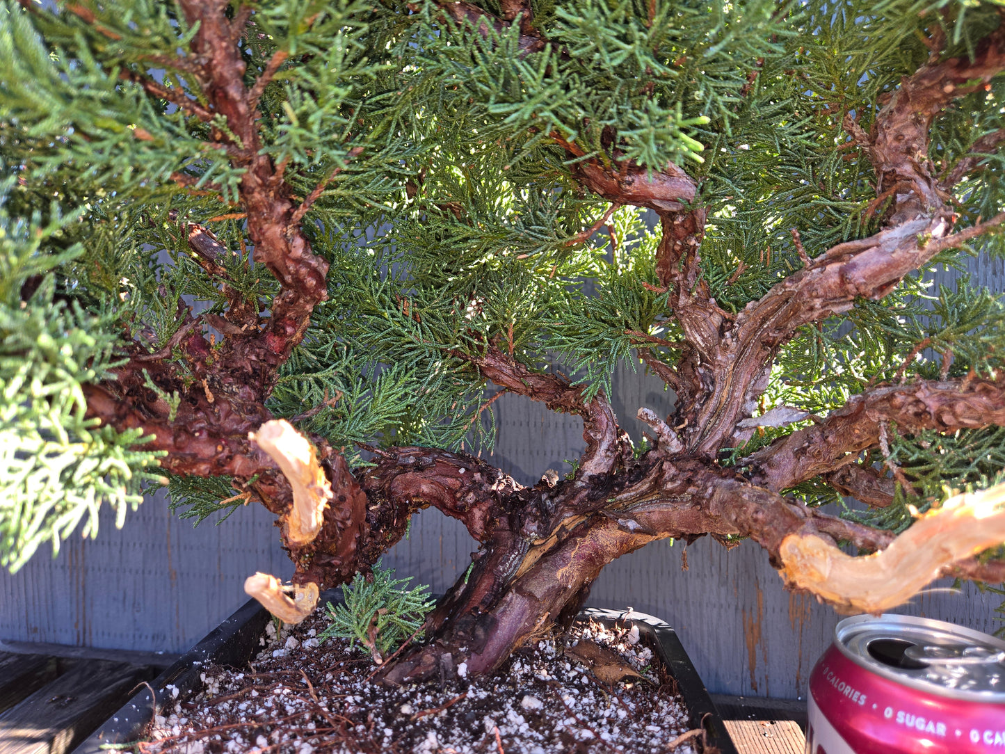 Kishu Shimpaku Juniper, Cascade, JCS211