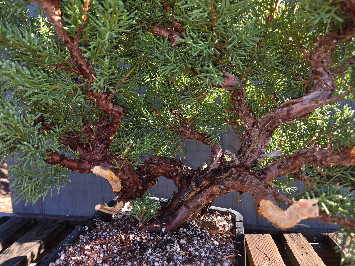 Kishu Shimpaku Juniper, Cascade, JCS211