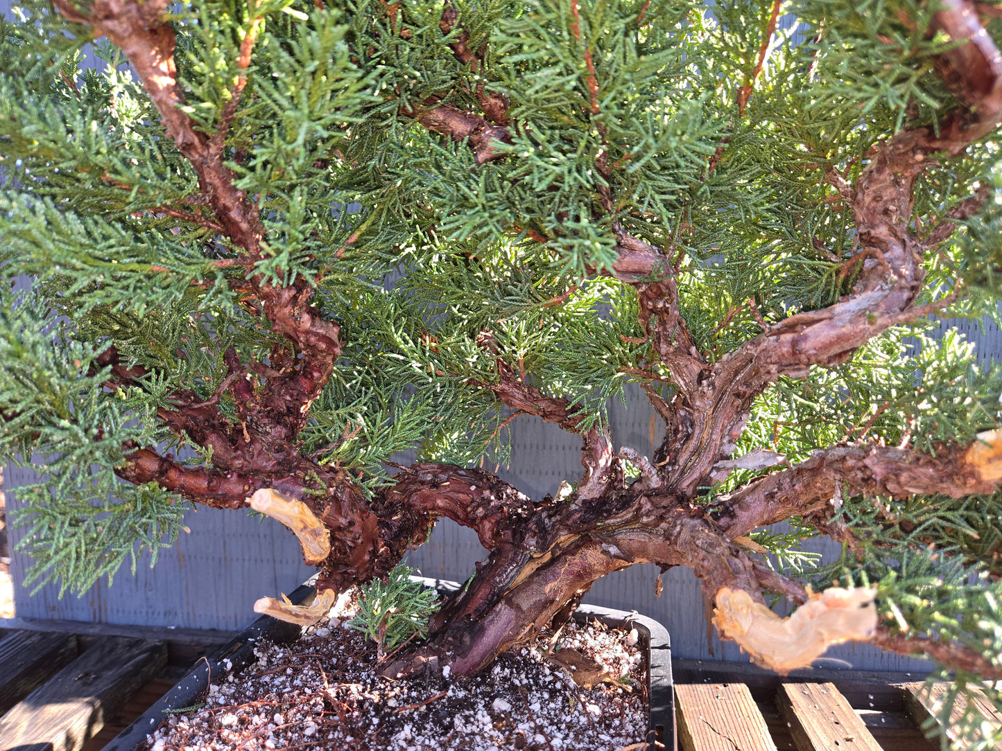 Kishu Shimpaku Juniper, Cascade, JCS211