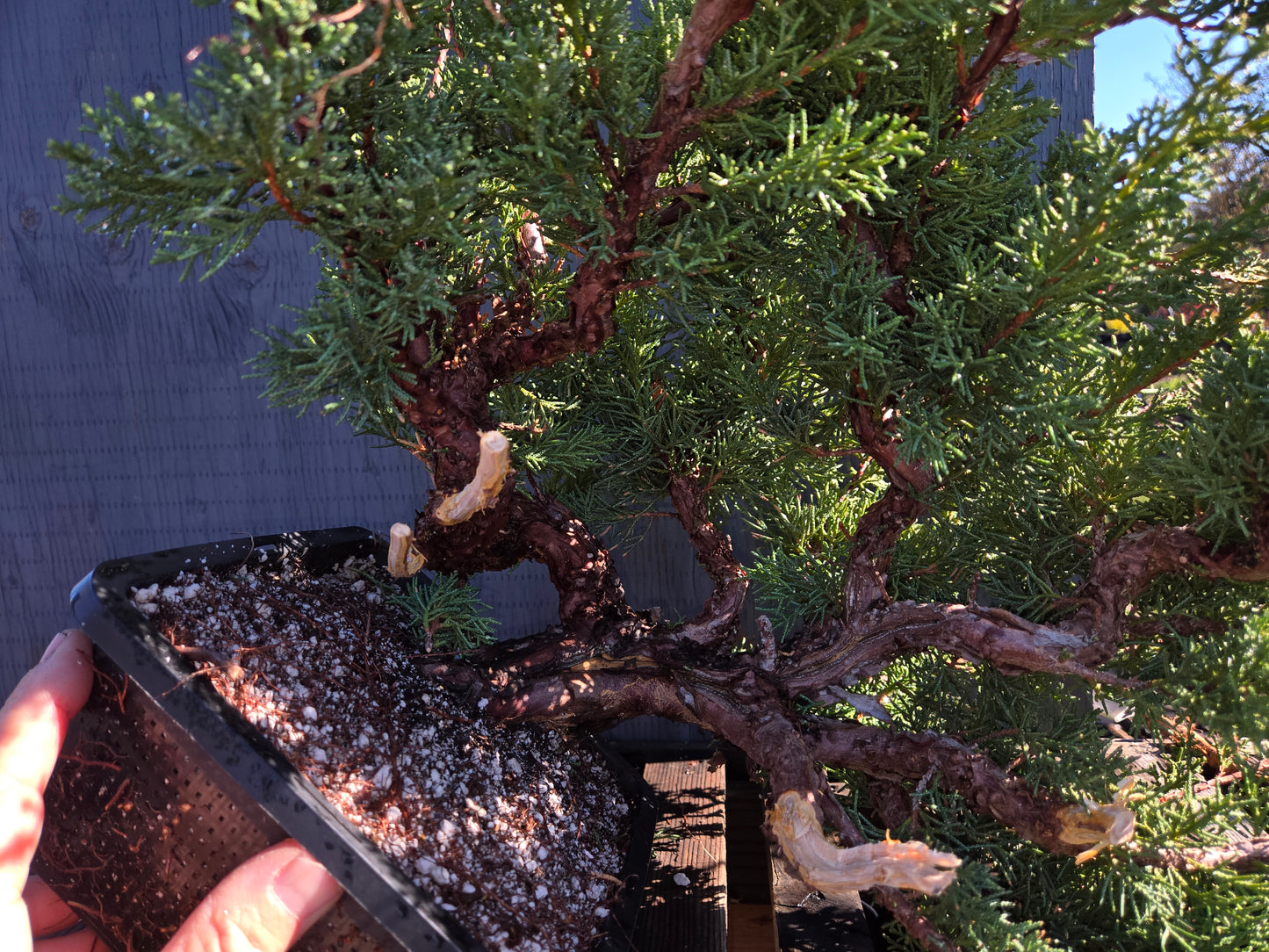 Kishu Shimpaku Juniper, Cascade, JCS211