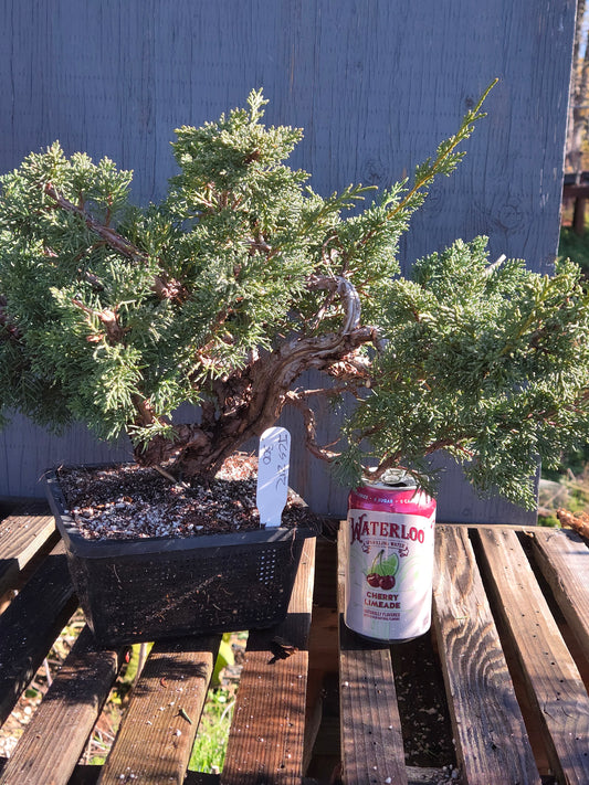 Kishu Shimpaku Juniper, JCS212