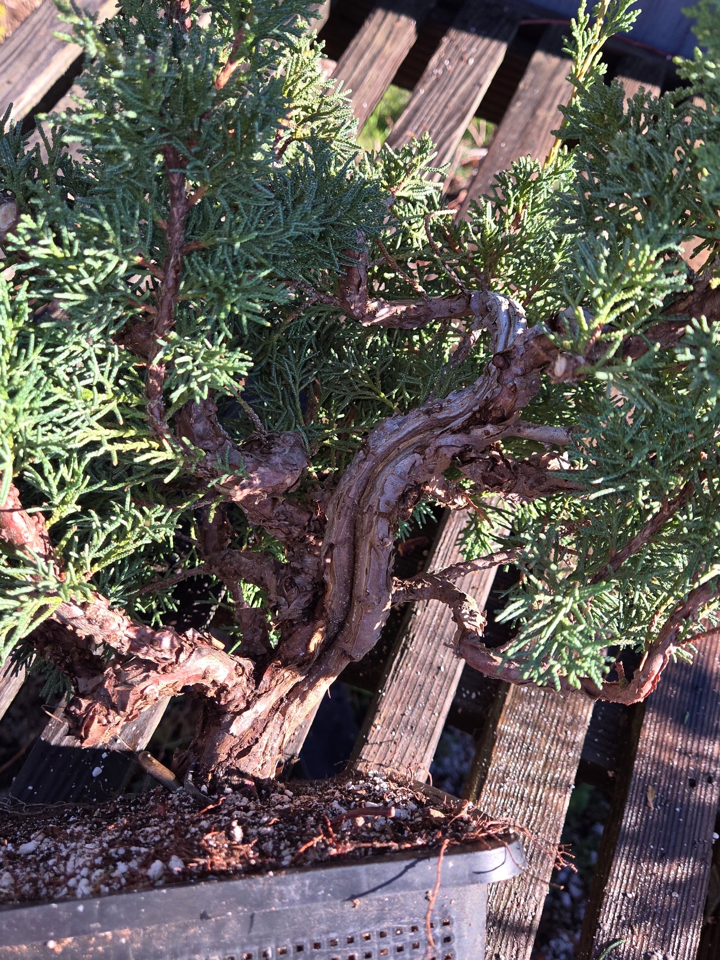 Kishu Shimpaku Juniper, JCS212