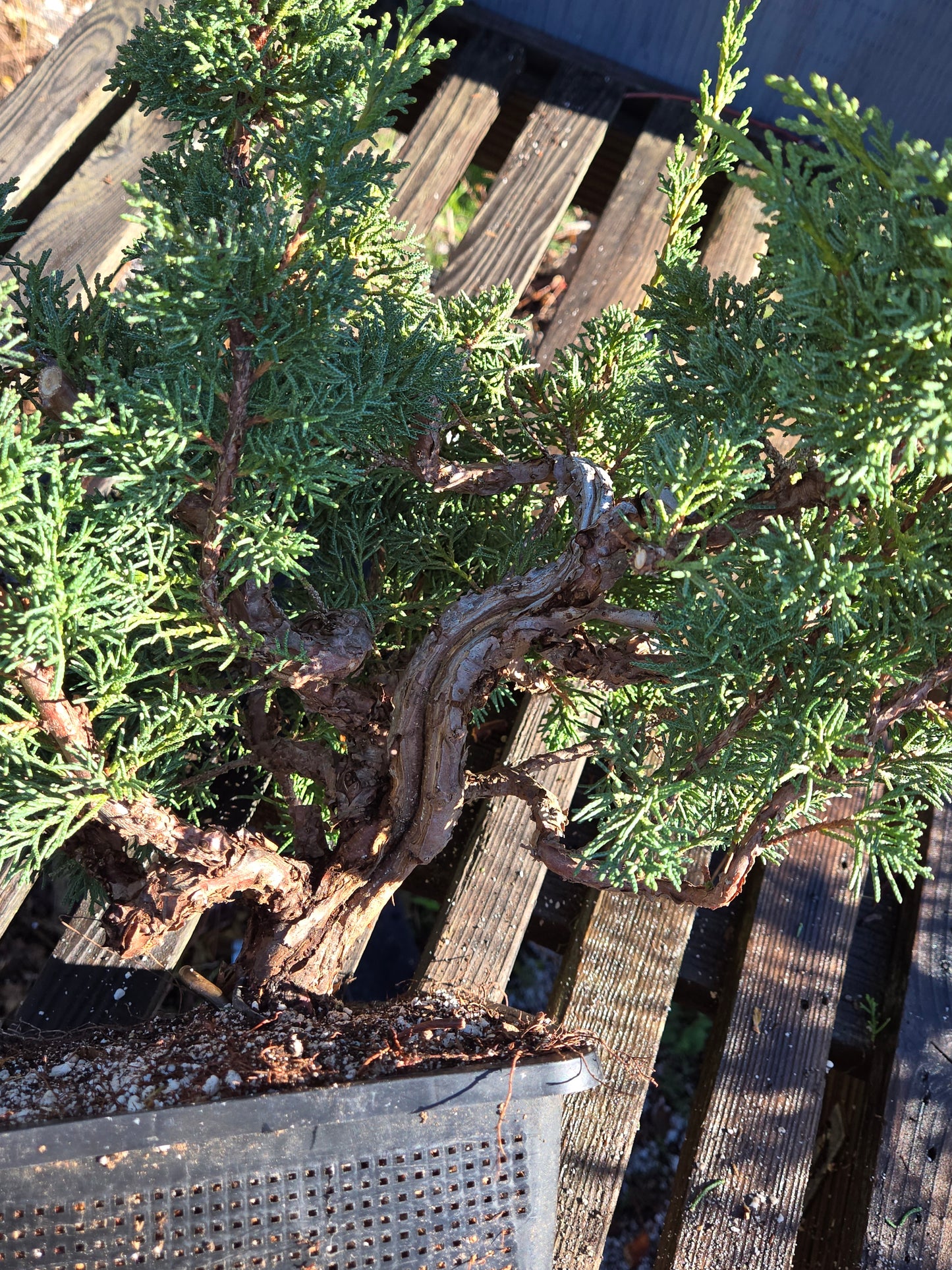 Kishu Shimpaku Juniper, JCS212