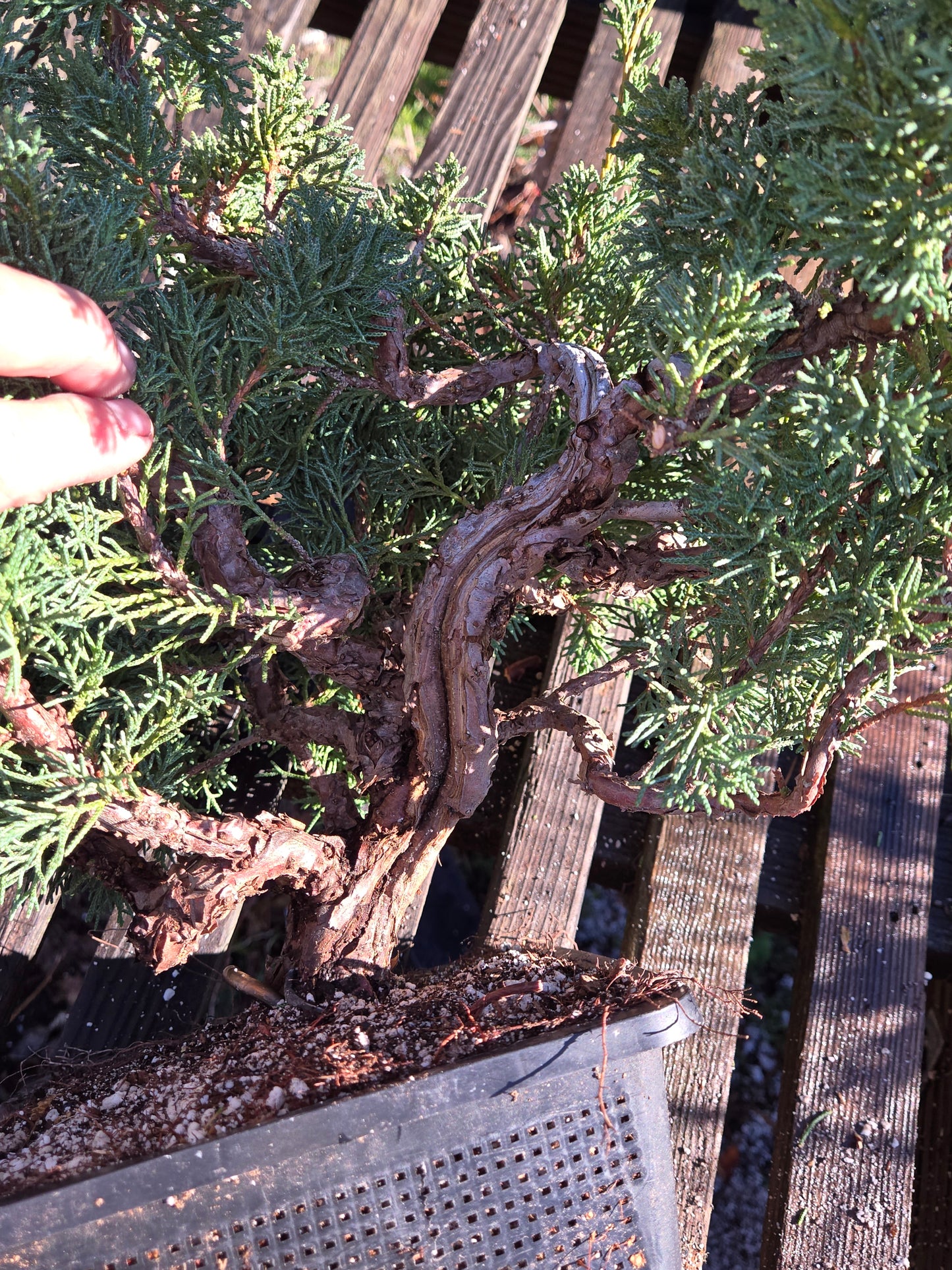 Kishu Shimpaku Juniper, JCS212