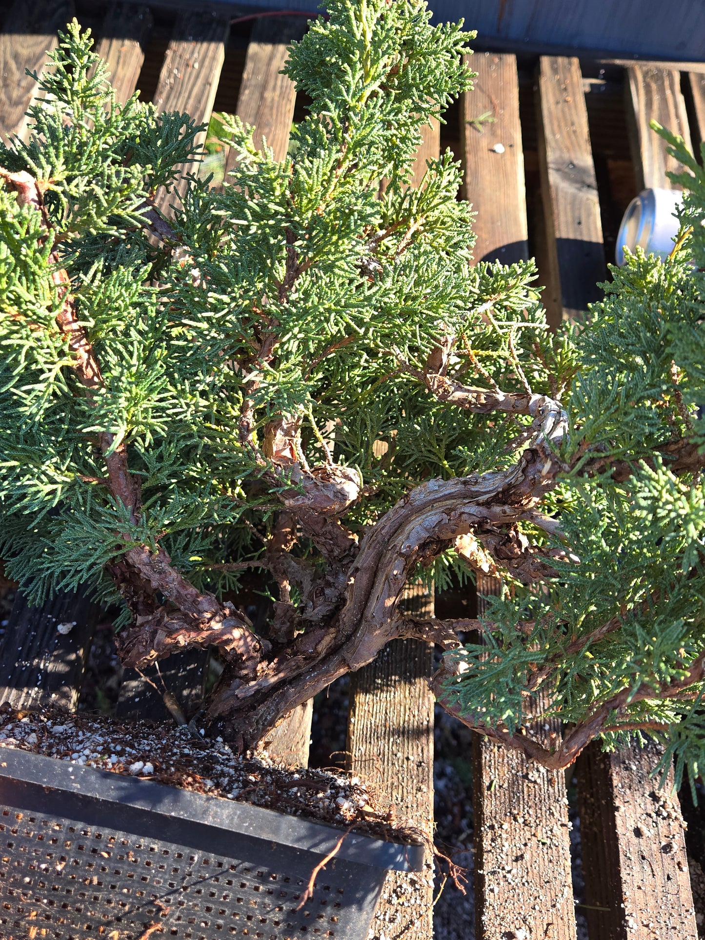 Kishu Shimpaku Juniper, JCS212