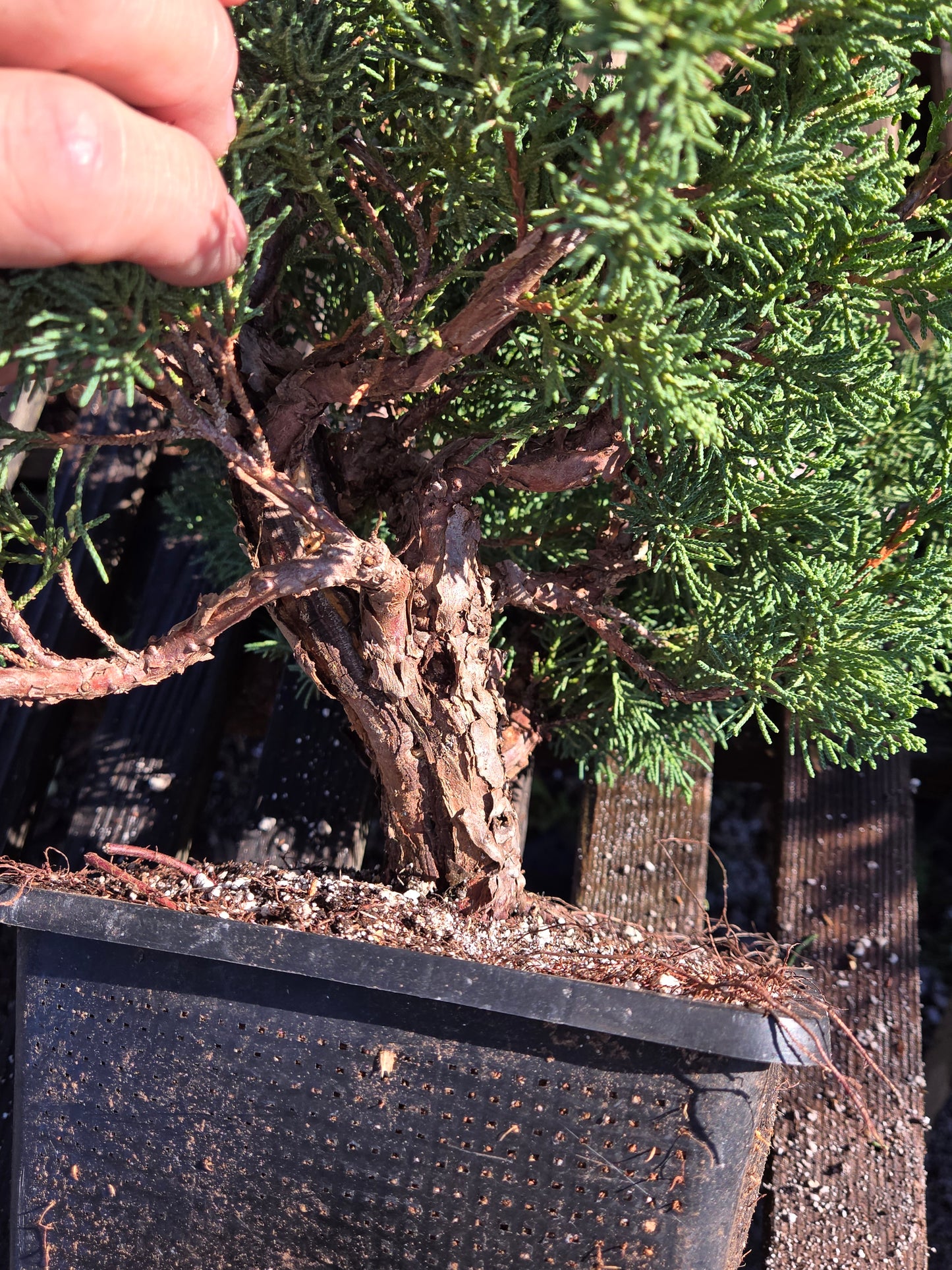 Kishu Shimpaku Juniper, JCS212