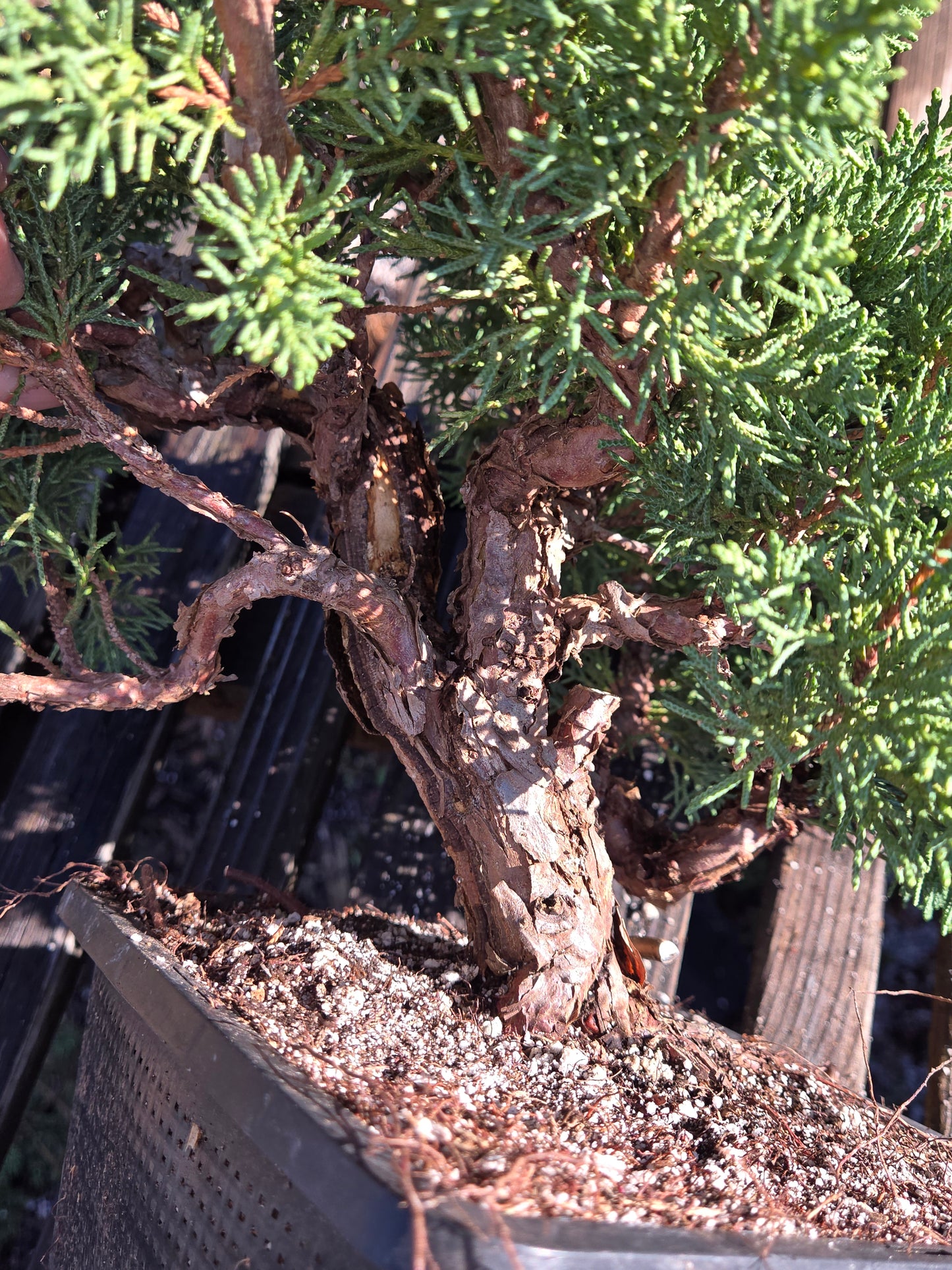 Kishu Shimpaku Juniper, JCS212