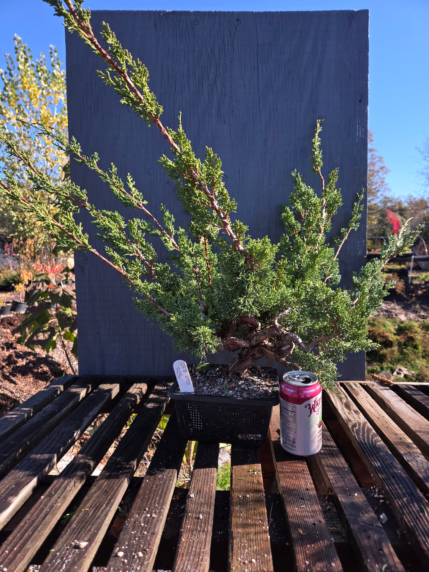 Kishu Shimpaku Juniper, JCS213