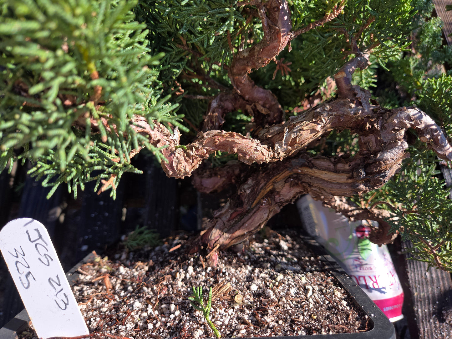 Kishu Shimpaku Juniper, JCS213