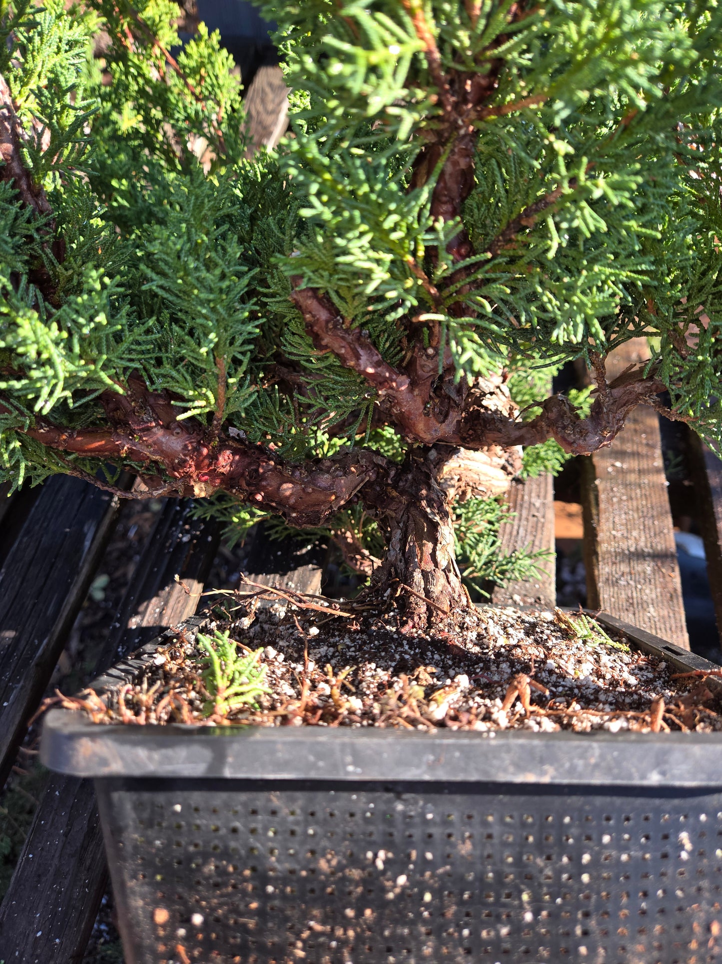 Kishu Shimpaku Juniper, JCS213