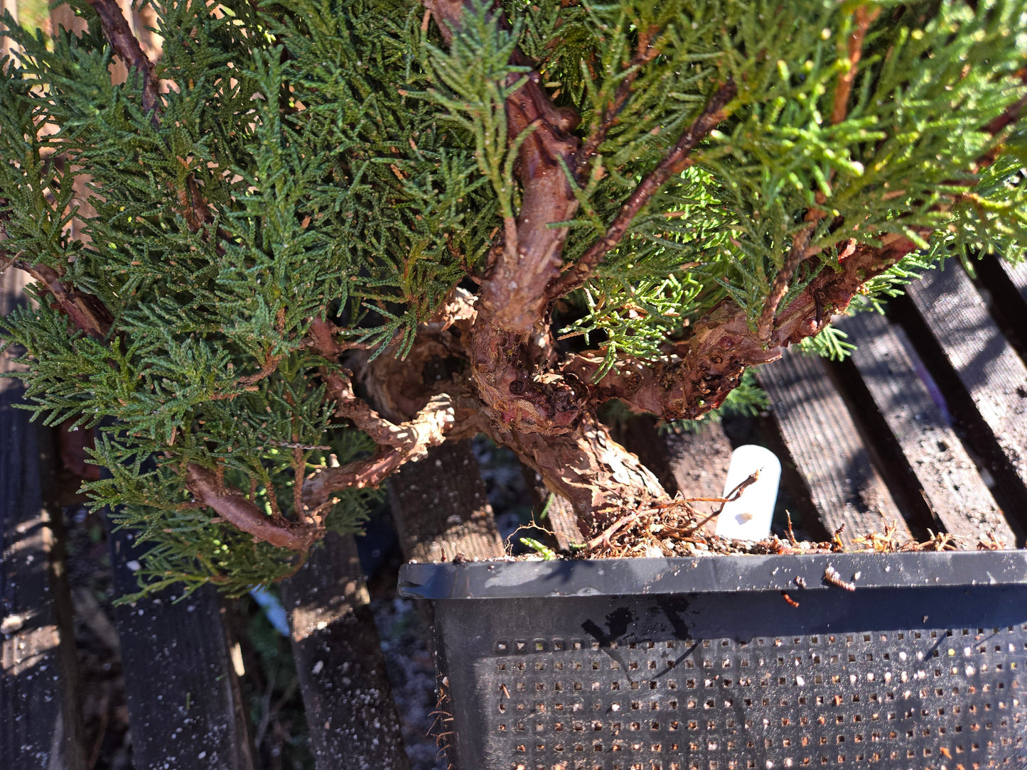 Kishu Shimpaku Juniper, JCS213