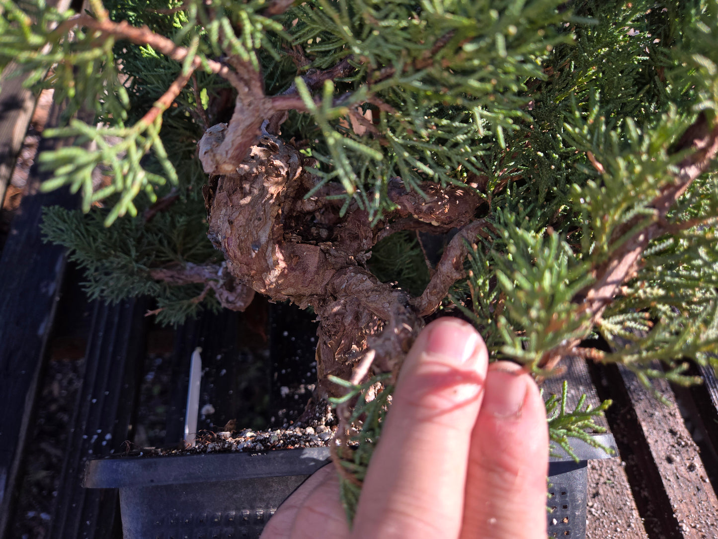 Kishu Shimpaku Juniper, JCS213