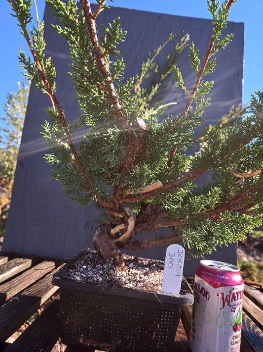 Kishu Shimpaku Juniper, JCS214