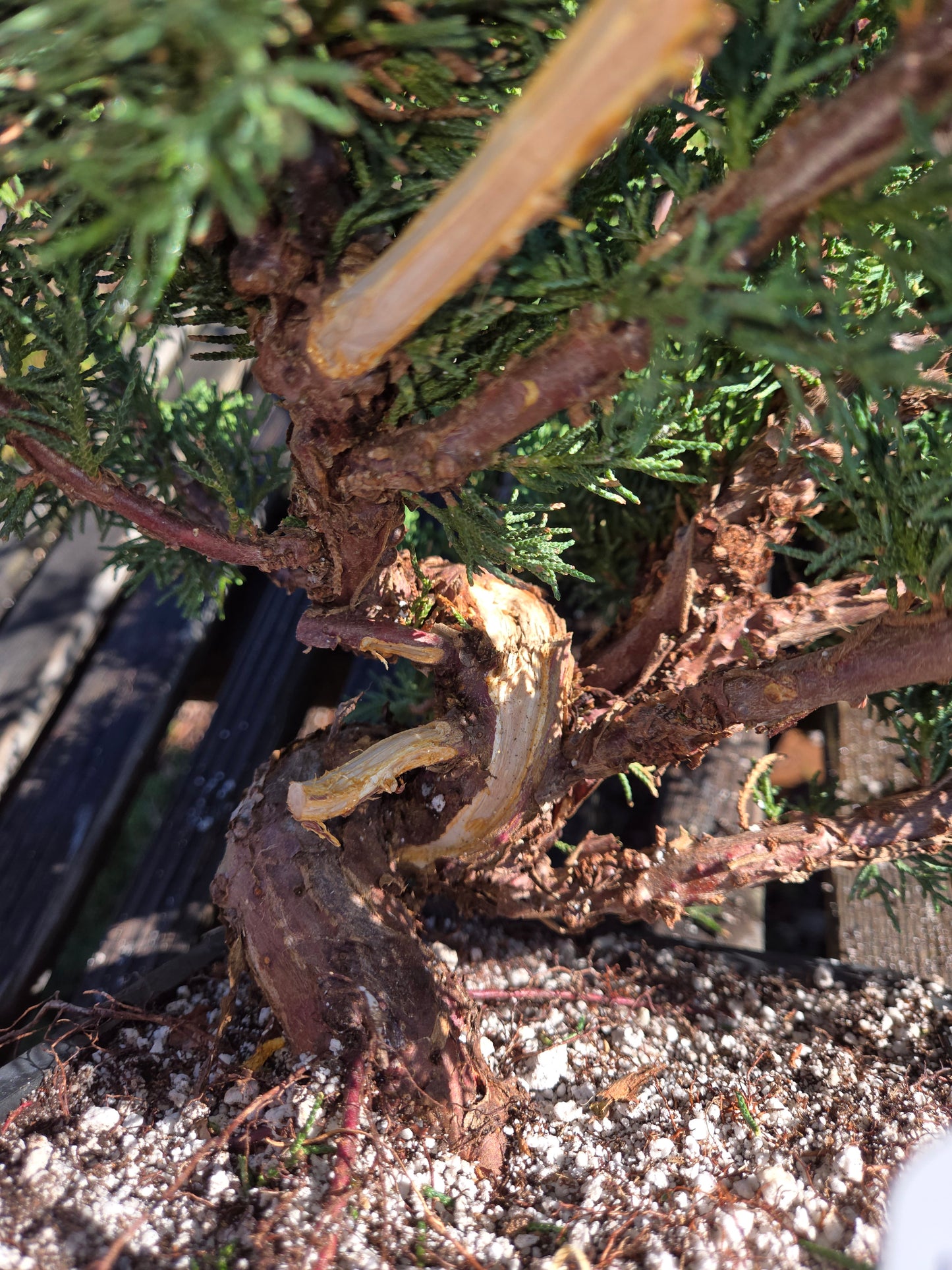 Kishu Shimpaku Juniper, JCS214