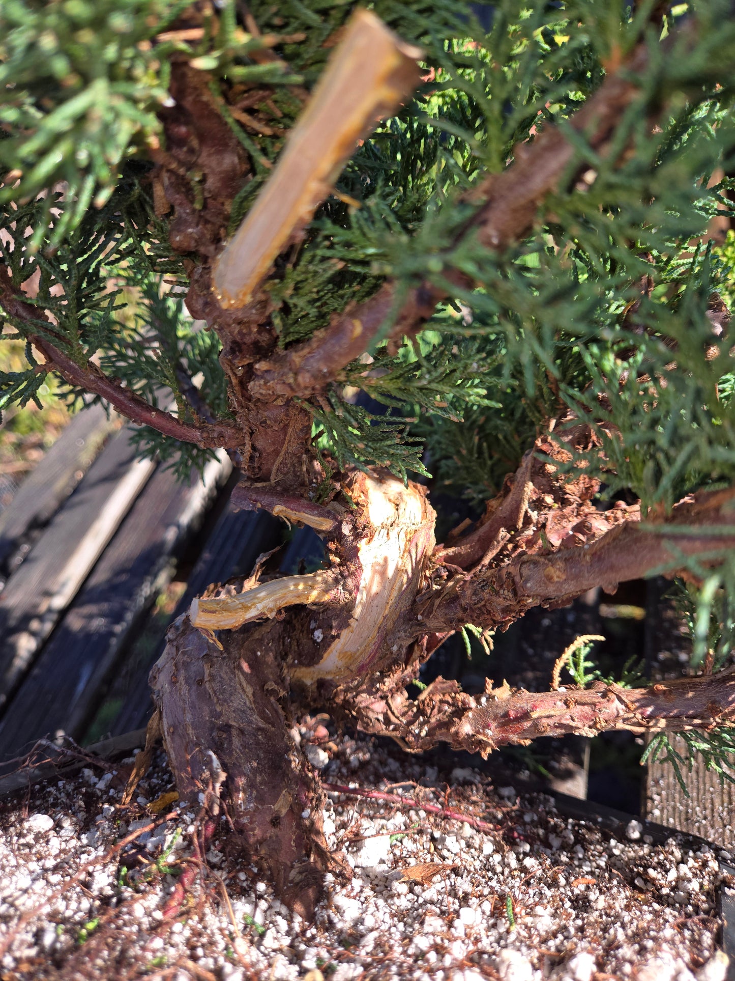 Kishu Shimpaku Juniper, JCS214