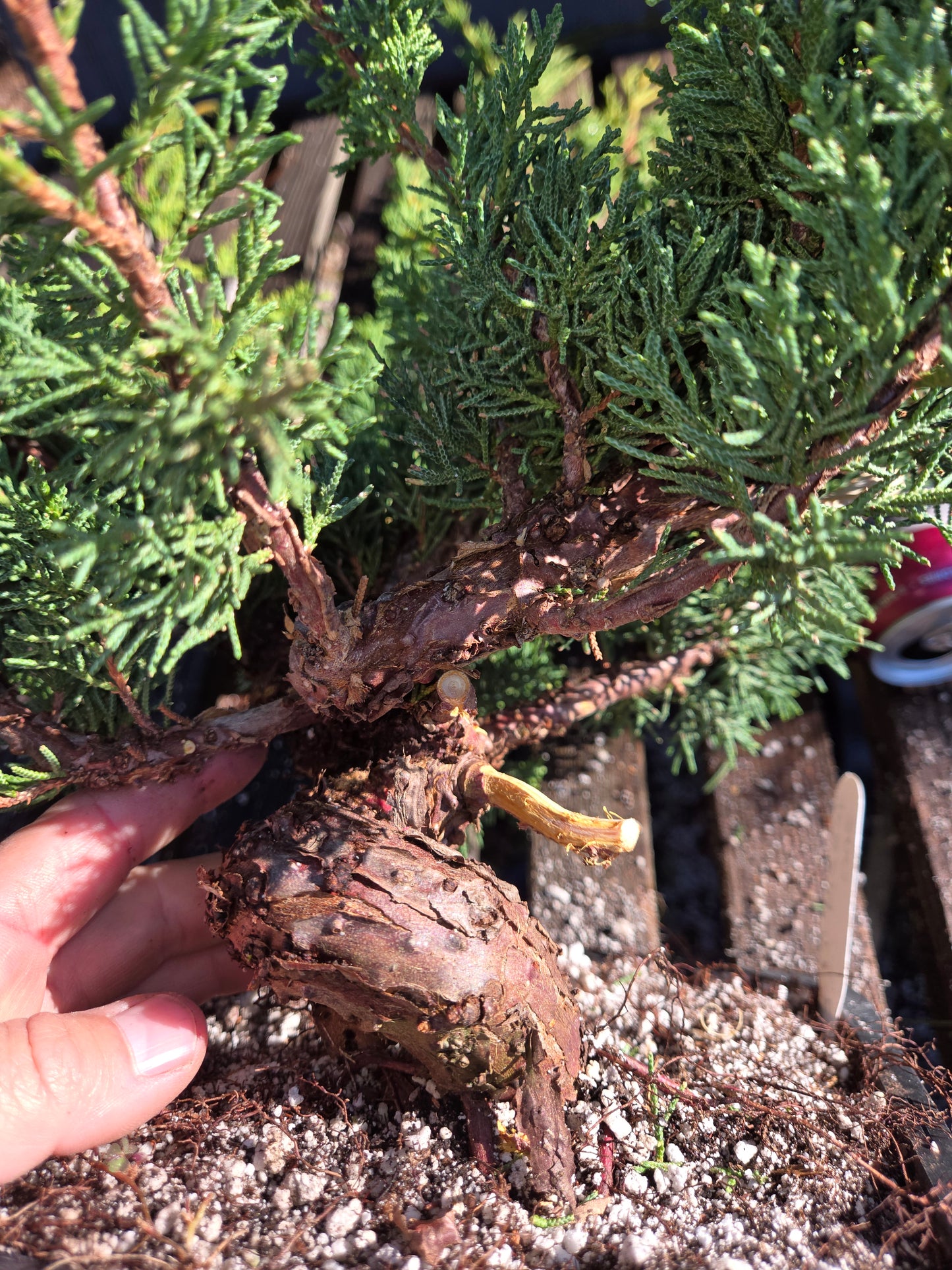 Kishu Shimpaku Juniper, JCS214