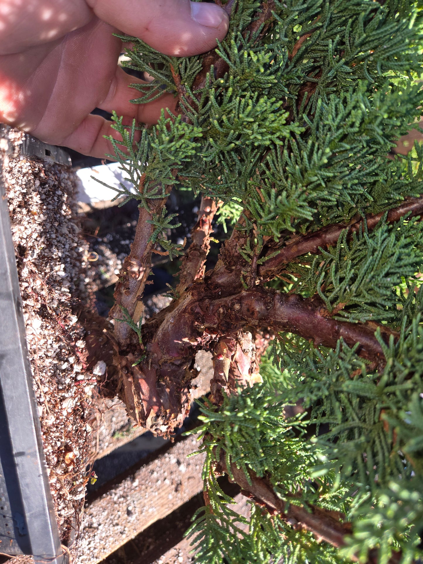 Kishu Shimpaku Juniper, JCS214