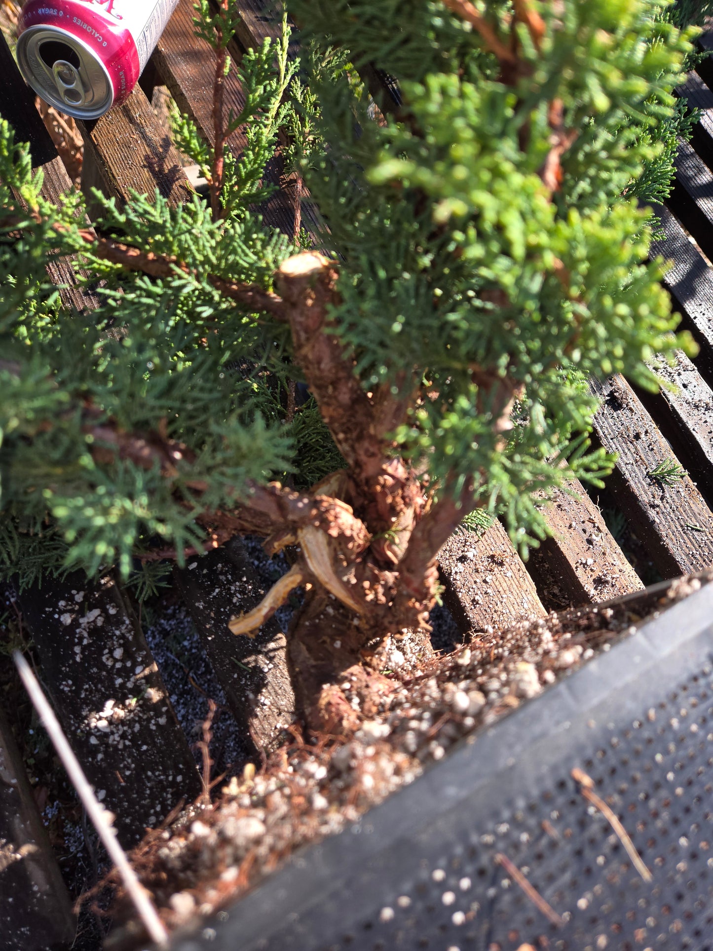 Kishu Shimpaku Juniper, JCS214