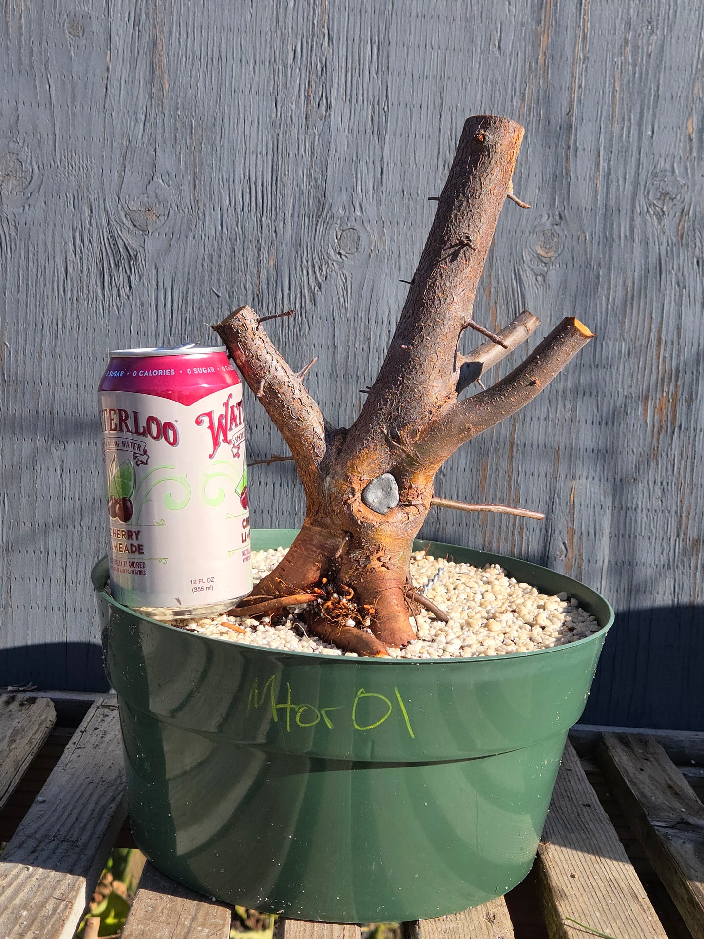 Siebold's Crab Apple, Malus toringo, Mtor