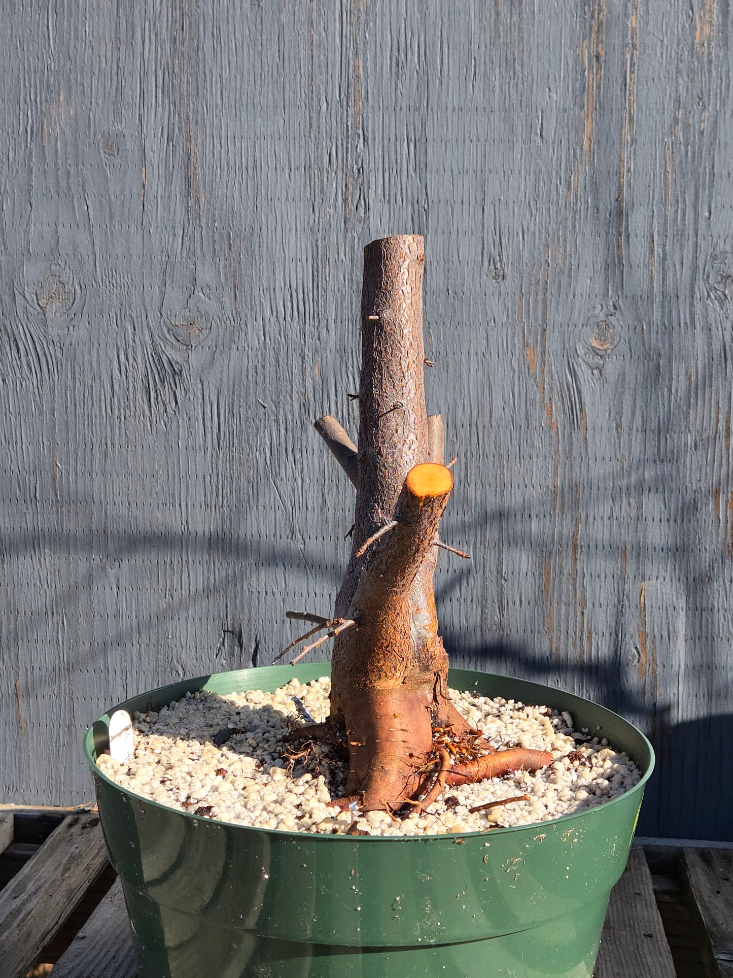 Siebold's Crab Apple, Malus toringo, Mtor