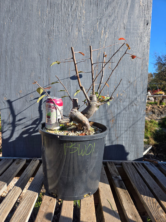 Chinese Quince, Pseudocydonia sinensis, WPs1