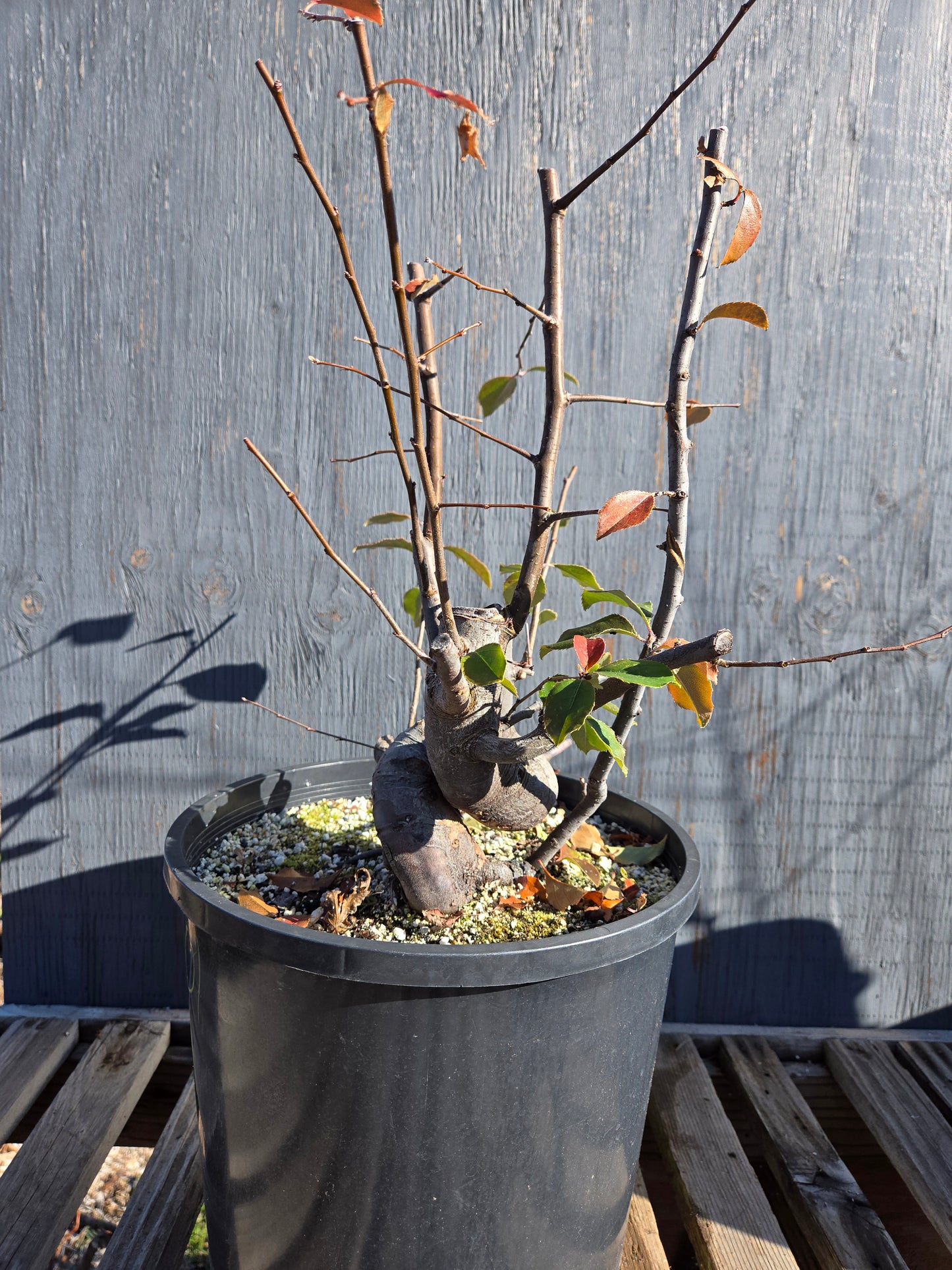 Chinese Quince, Pseudocydonia sinensis, WPs1