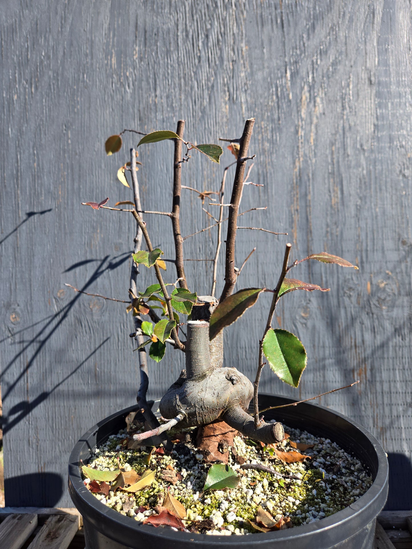 Chinese Quince, Pseudocydonia sinensis, WPs1