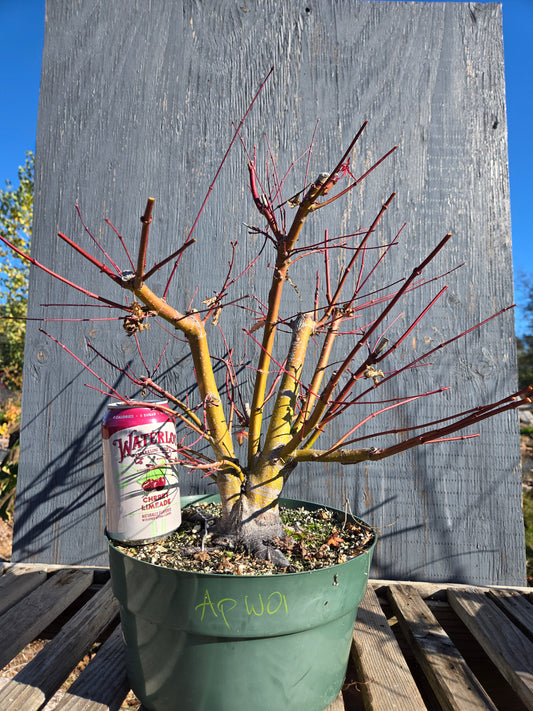 Field Grown Japanese Maple, Acer palmatum. ApW01