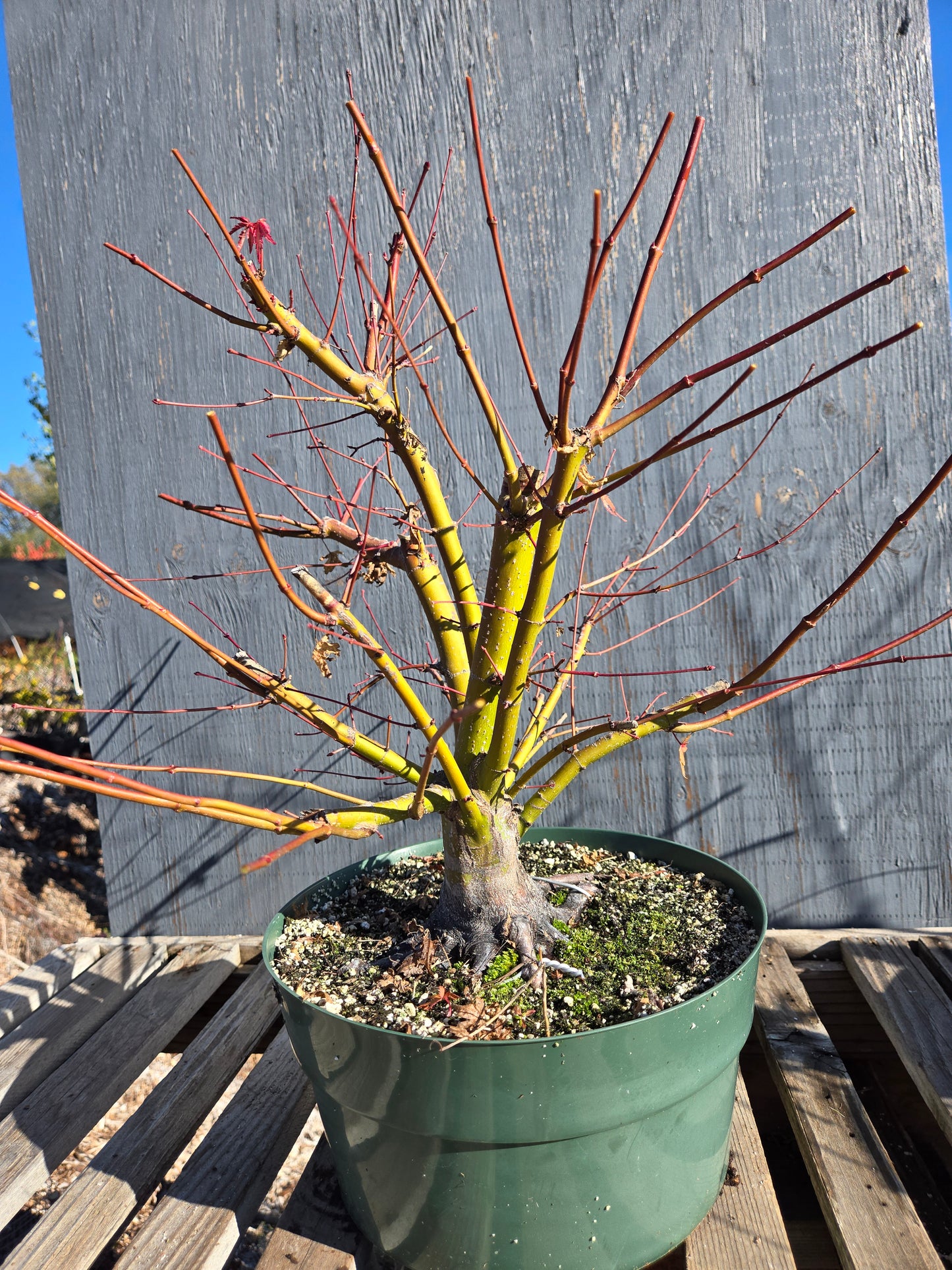 Field Grown Japanese Maple, Acer palmatum. ApW01