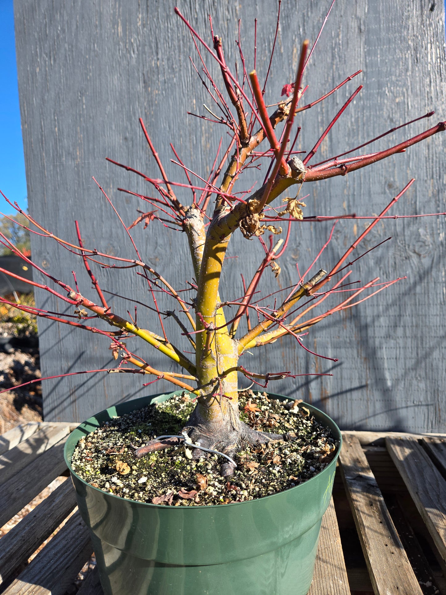Field Grown Japanese Maple, Acer palmatum. ApW01