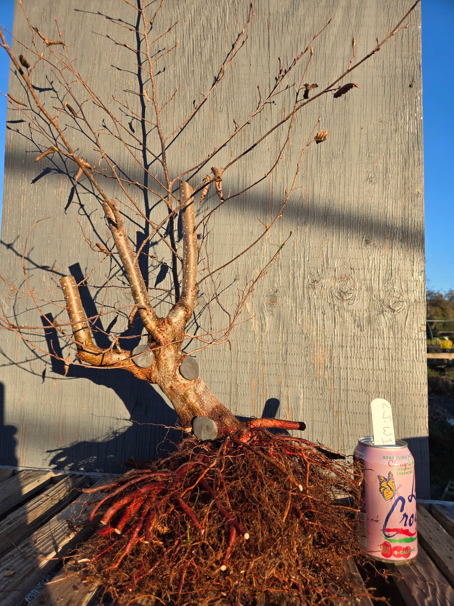 Carpinus japonica, Japanese Hornbeam, Cj W1