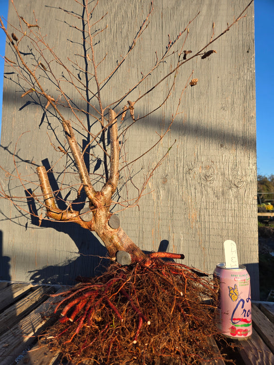 Carpinus japonica, Japanese Hornbeam, Cj W1