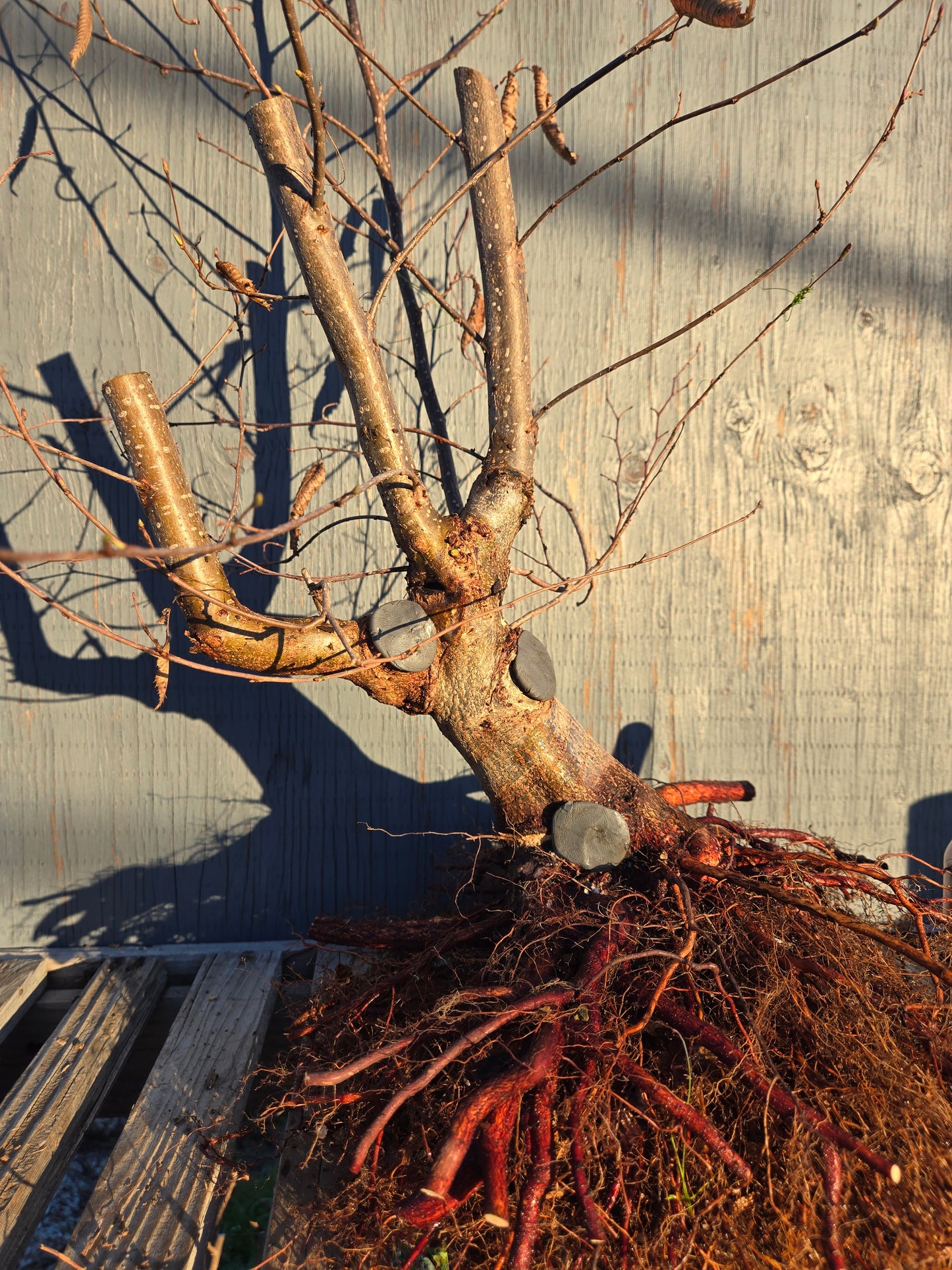 Carpinus japonica, Japanese Hornbeam, Cj W1