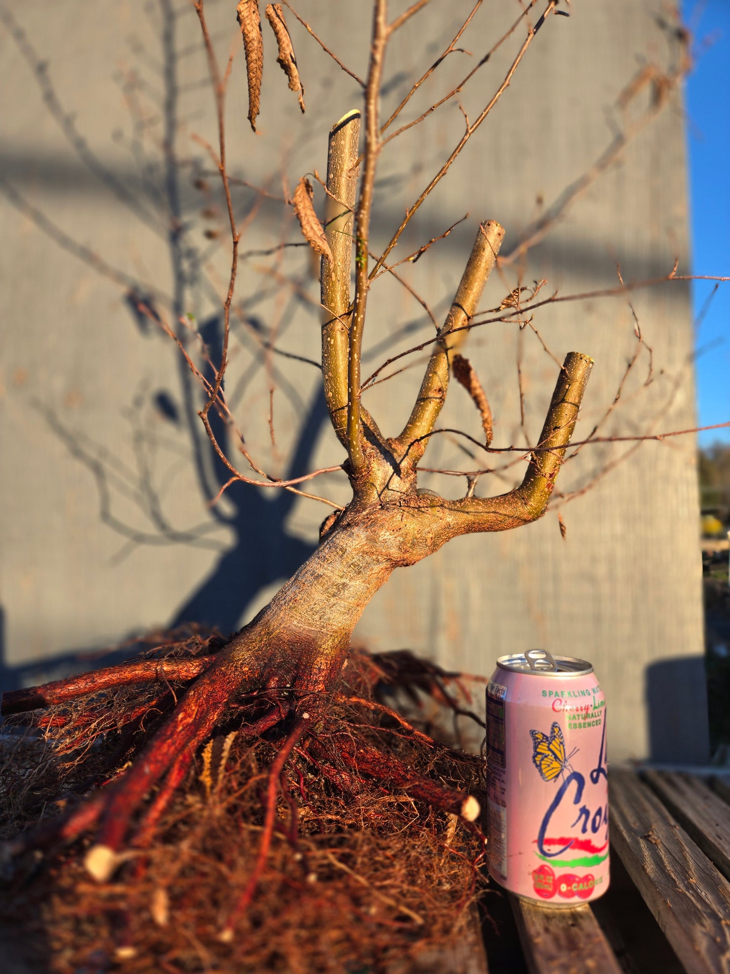 Carpinus japonica, Japanese Hornbeam, Cj W1