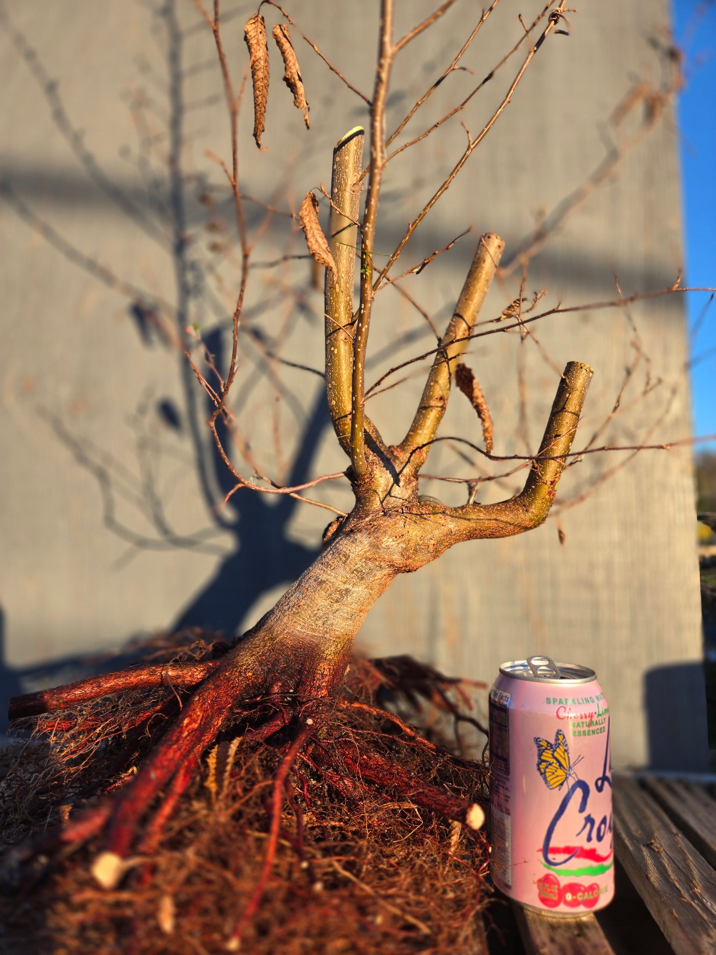 Carpinus japonica, Japanese Hornbeam, Cj W1