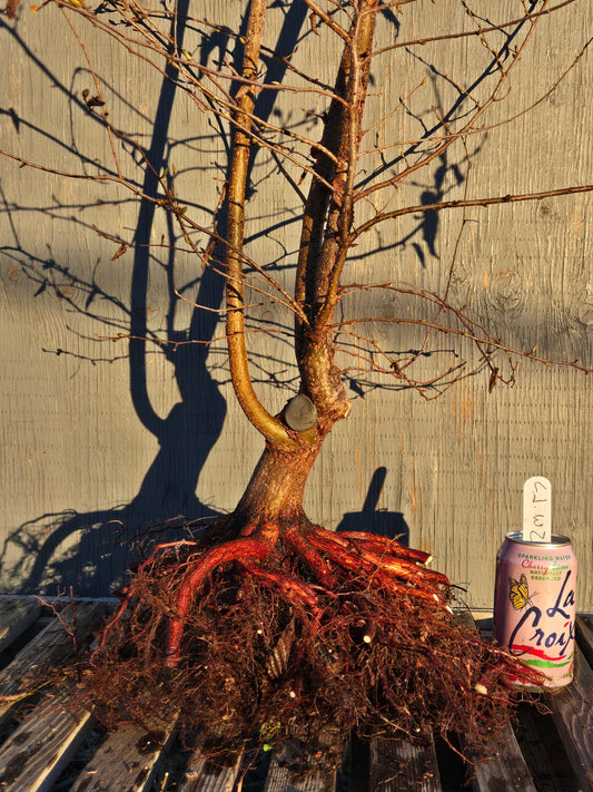 Carpinus japonica, Japanese Hornbeam, Cj W2