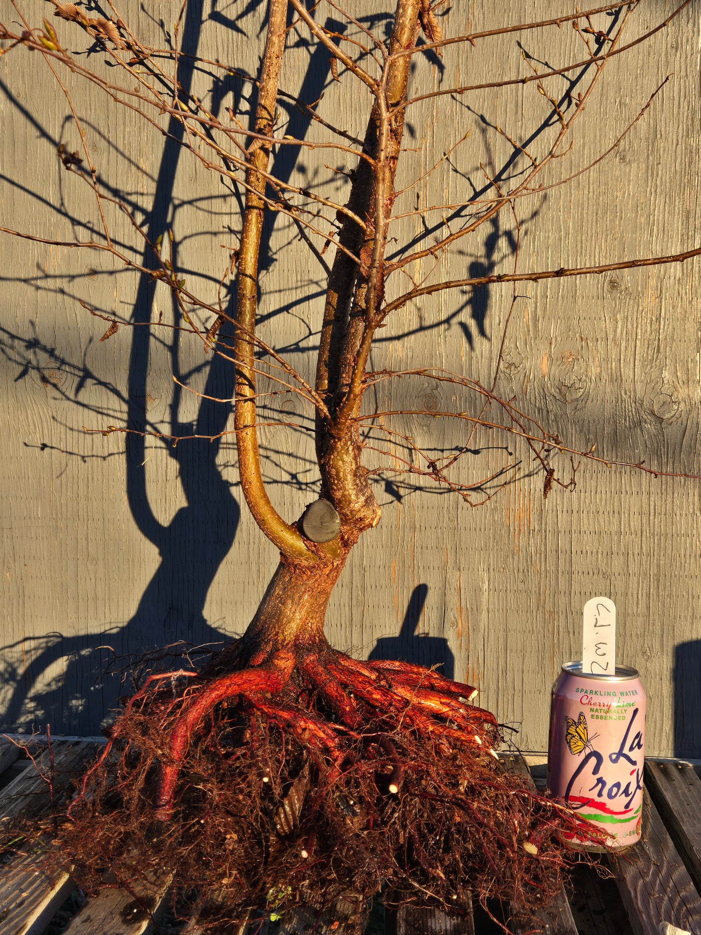 Carpinus japonica, Japanese Hornbeam, Cj W2