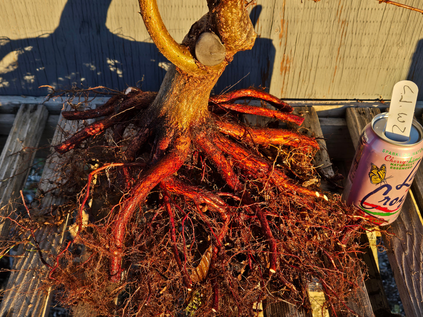 Carpinus japonica, Japanese Hornbeam, Cj W2