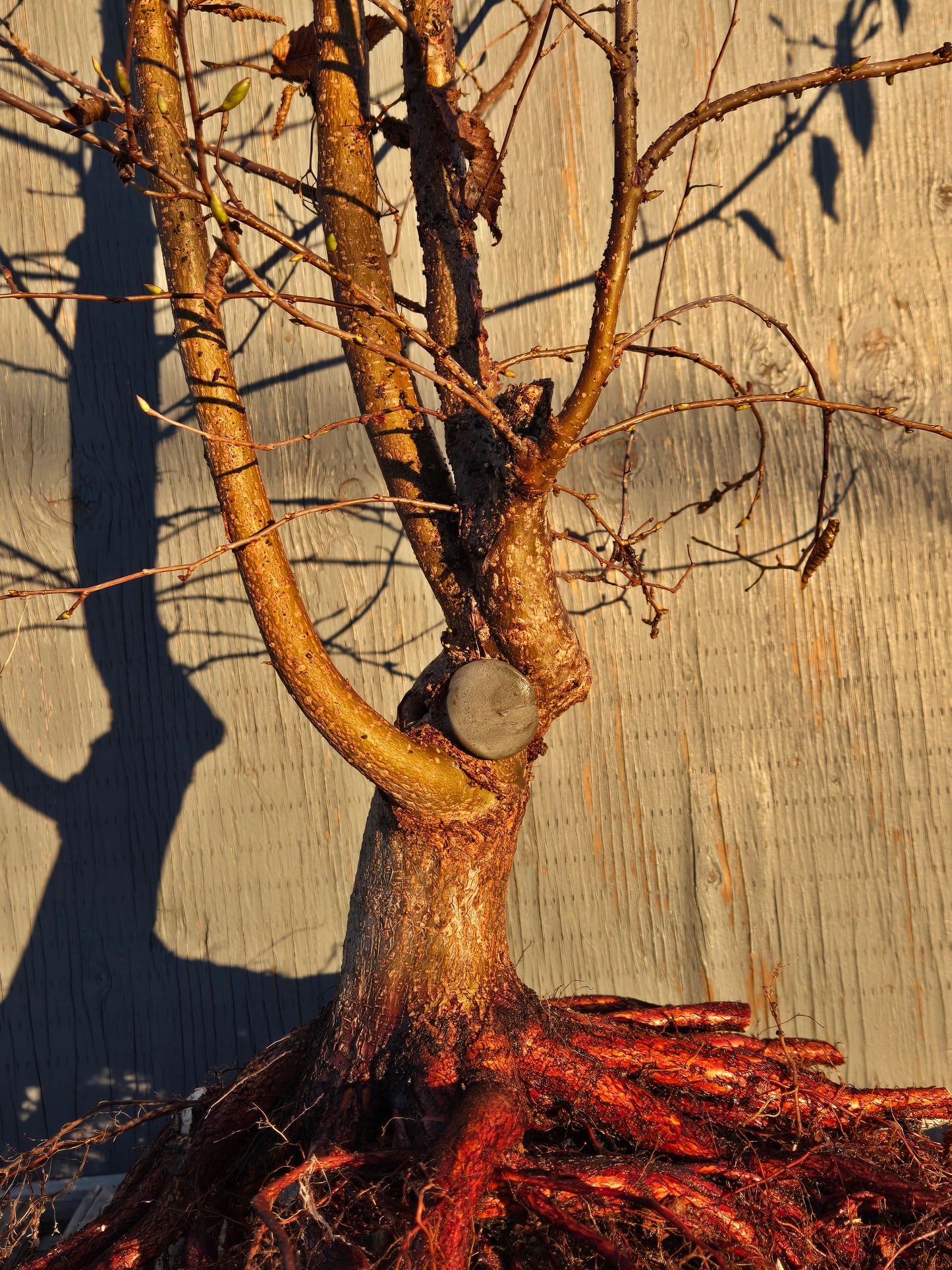 Carpinus japonica, Japanese Hornbeam, Cj W2