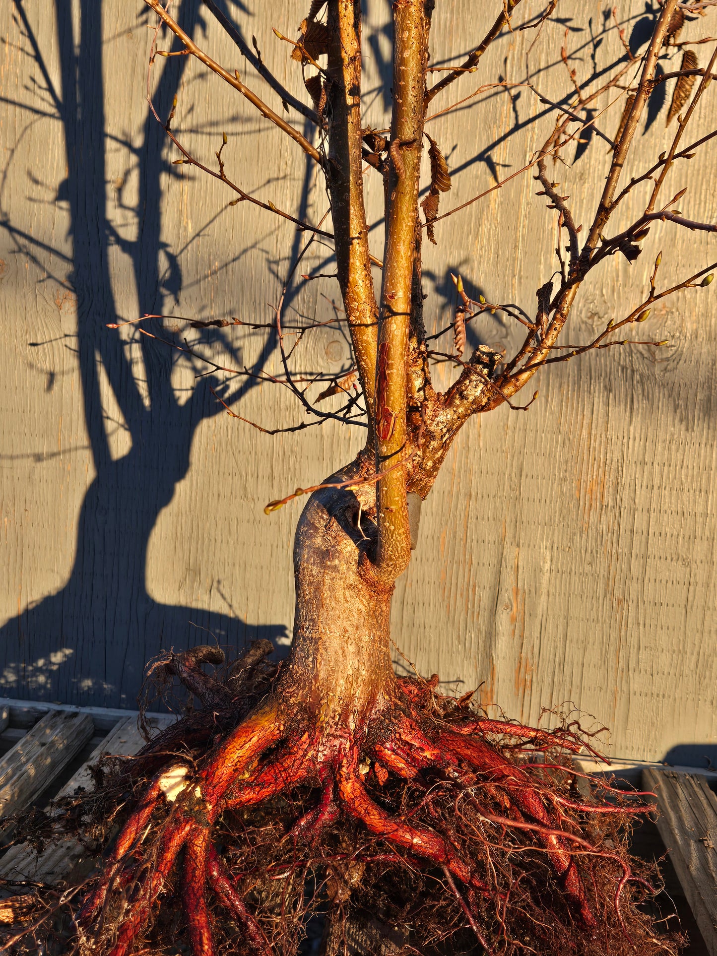 Carpinus japonica, Japanese Hornbeam, Cj W2