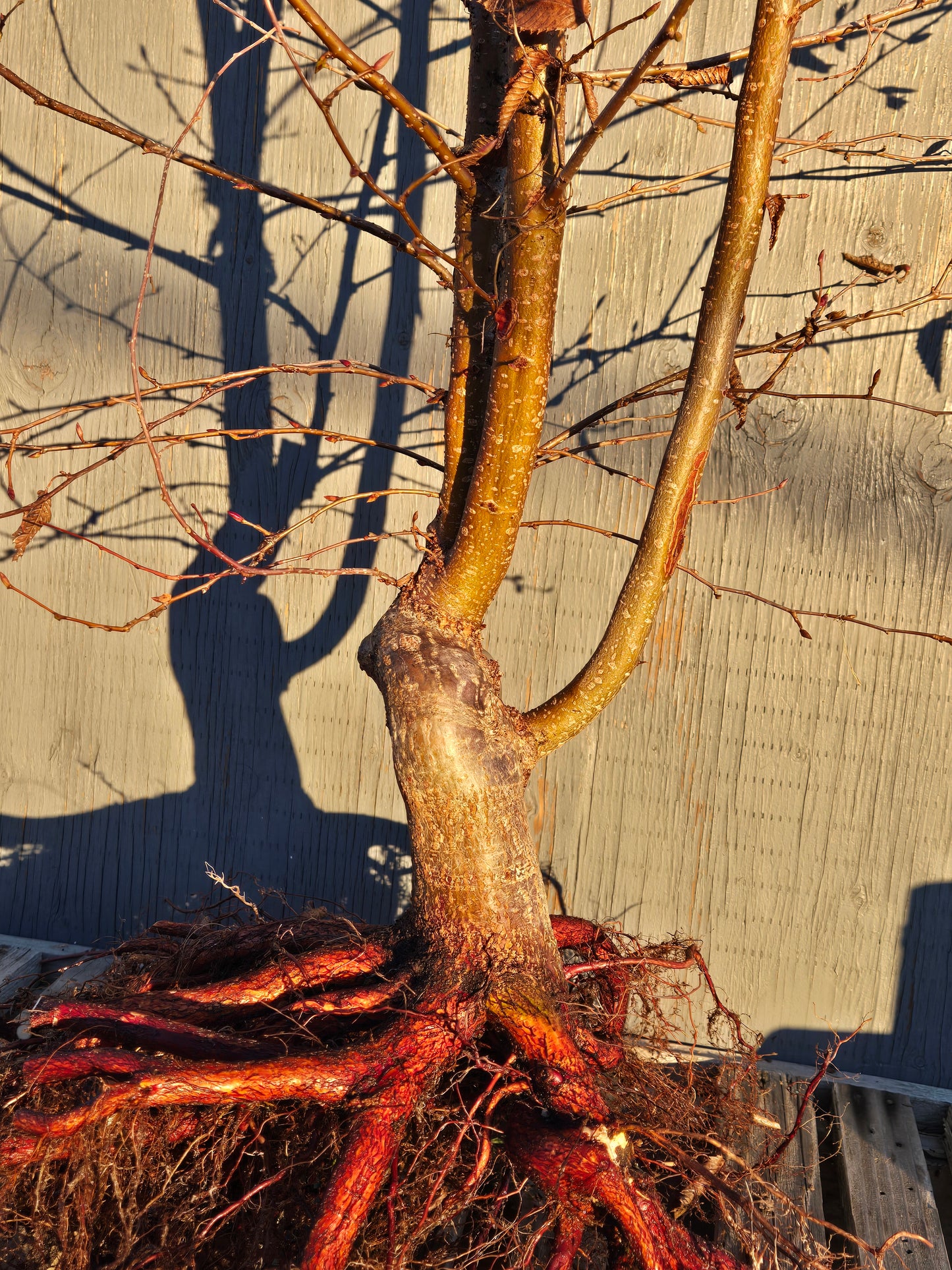 Carpinus japonica, Japanese Hornbeam, Cj W2