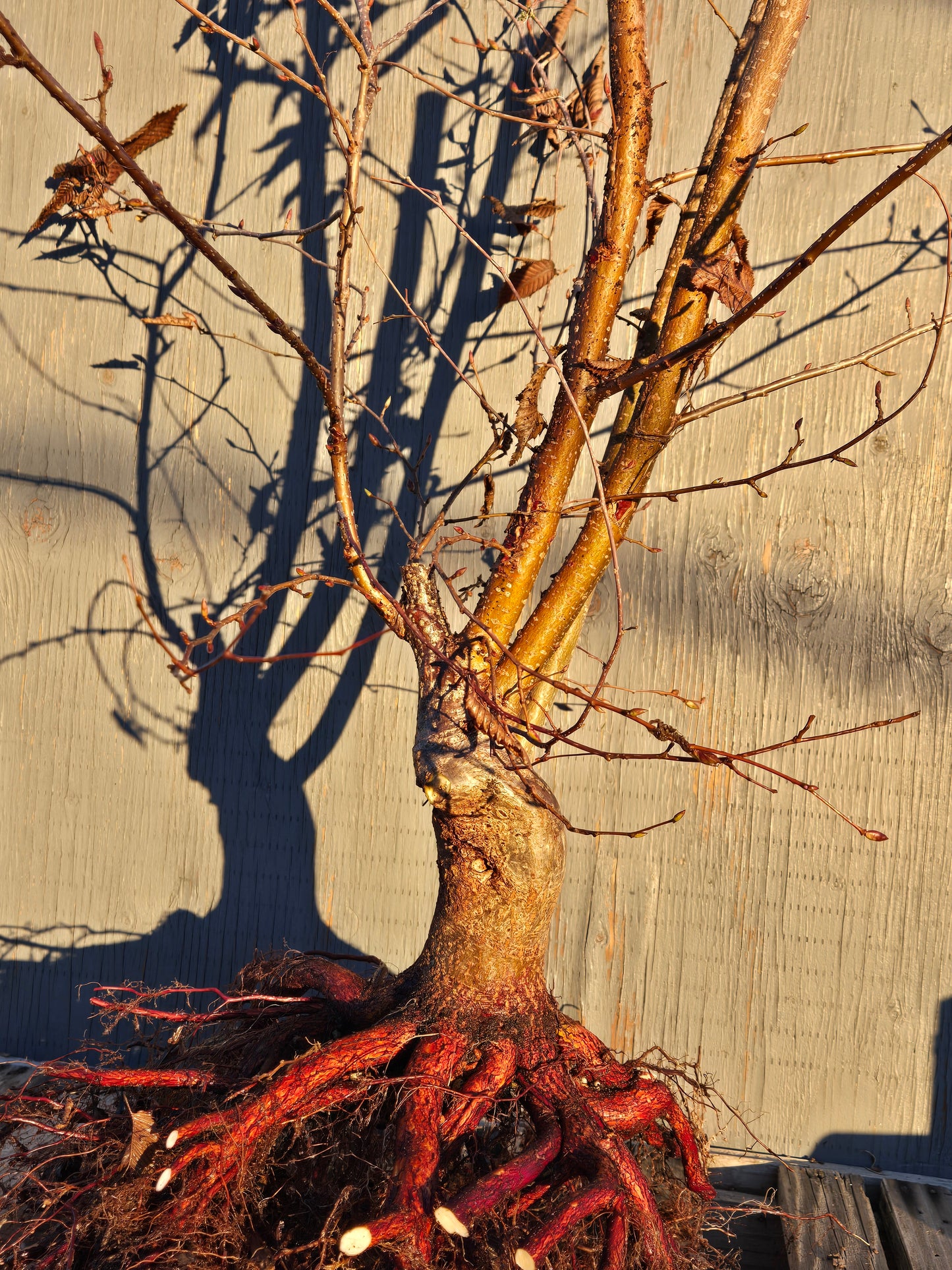 Carpinus japonica, Japanese Hornbeam, Cj W2