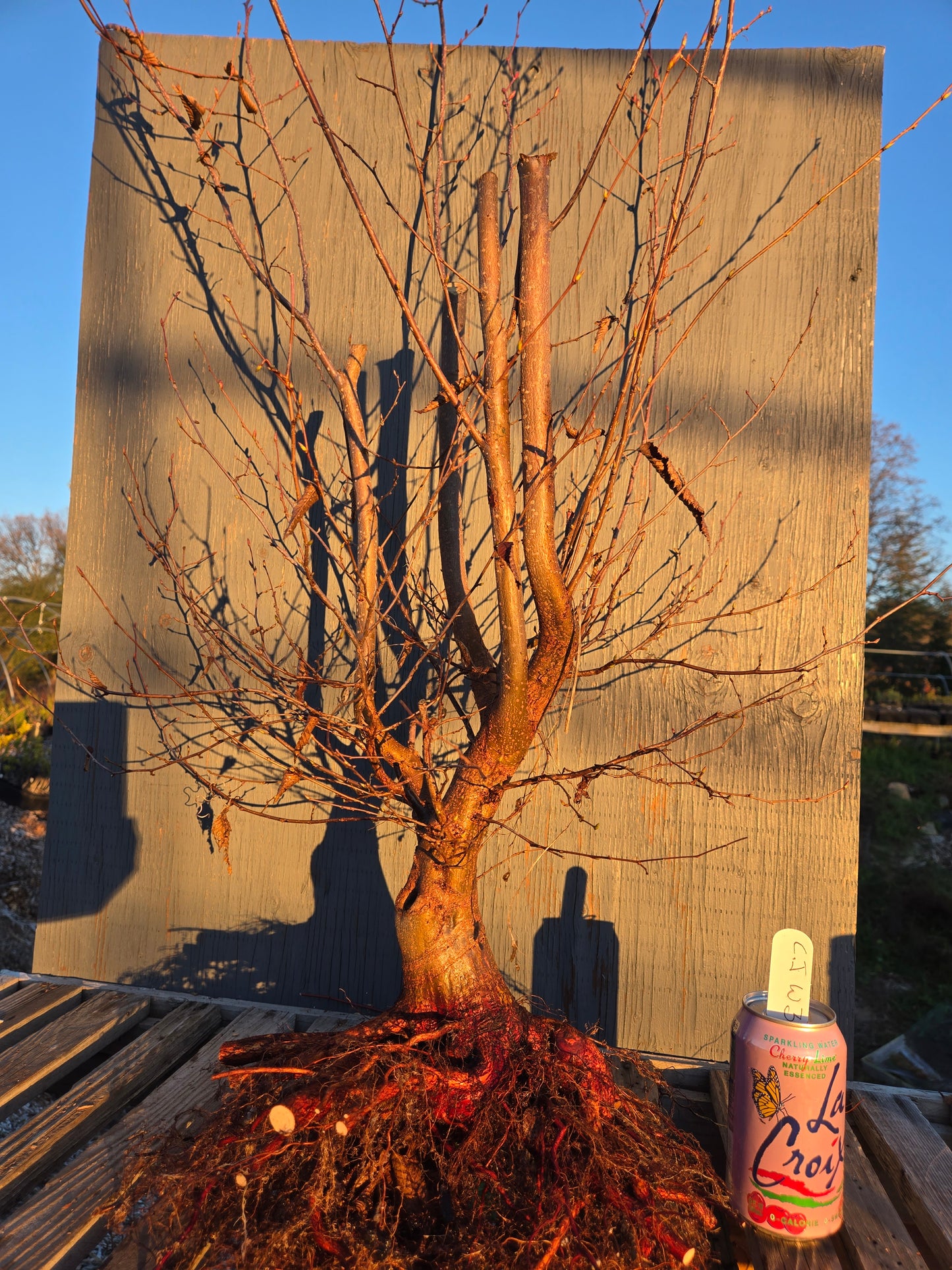 Carpinus japonica, Japanese Hornbeam, Cj W3