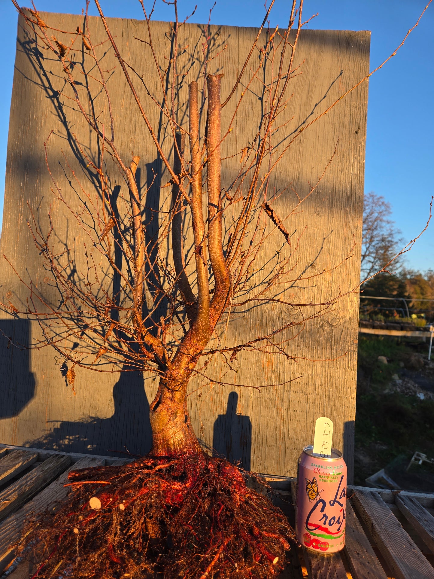 Carpinus japonica, Japanese Hornbeam, Cj W3